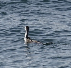 Phalacrocorax varius hypoleucos