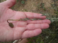 Heterolepis peduncularis