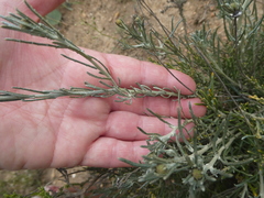 Heterolepis peduncularis