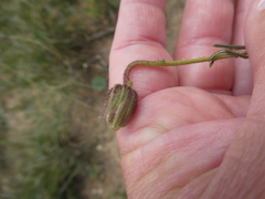 Heterolepis peduncularis