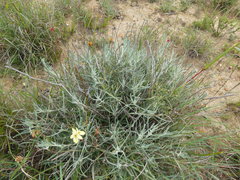 Heterolepis peduncularis