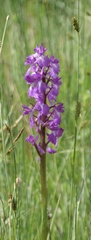Anacamptis palustris elegans