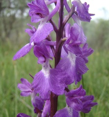 Anacamptis palustris elegans