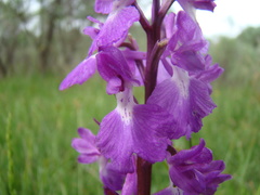 Anacamptis palustris elegans