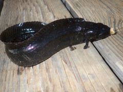 Cebidichthys violaceus
