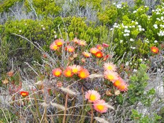 Lampranthus fergusoniae