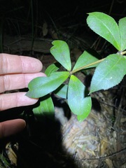 Alyxia magnifolia