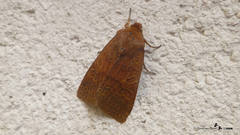 Agrochola pistacinoides