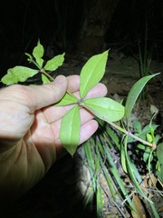 Alyxia magnifolia
