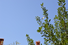 Iphiclides podalirius