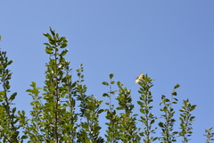 Iphiclides podalirius