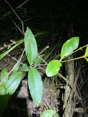 Melodinus australis