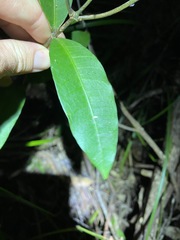 Melodinus australis