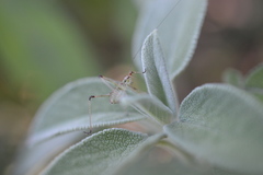 Phaneroptera