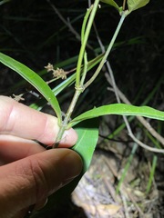 Melodinus australis