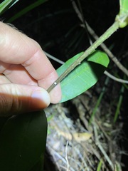 Melodinus australis