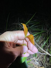Melodinus australis