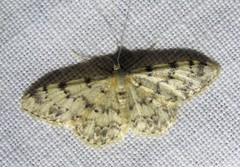Idaea contiguaria