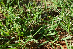 Calliptamus italicus