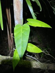 Leichhardtia fraseri
