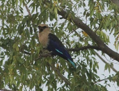 Coracias cyanogaster