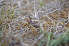 Calliptamus italicus