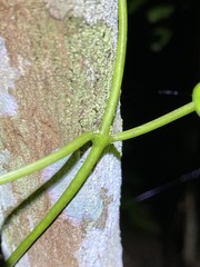 Leichhardtia fraseri