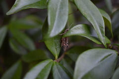 Calliptamus italicus