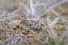 Calliptamus italicus