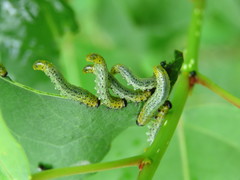 Pristiphora conjugata