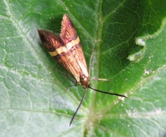 Nemophora degeerella