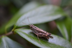 Calliptamus italicus