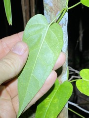 Leichhardtia fraseri