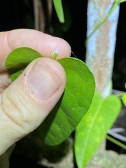 Leichhardtia fraseri