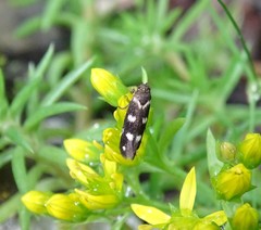 Scythris scopolella