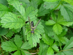 Tenthredo mesomela