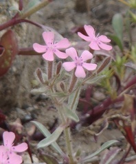 Saponaria