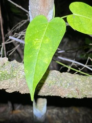 Leichhardtia fraseri