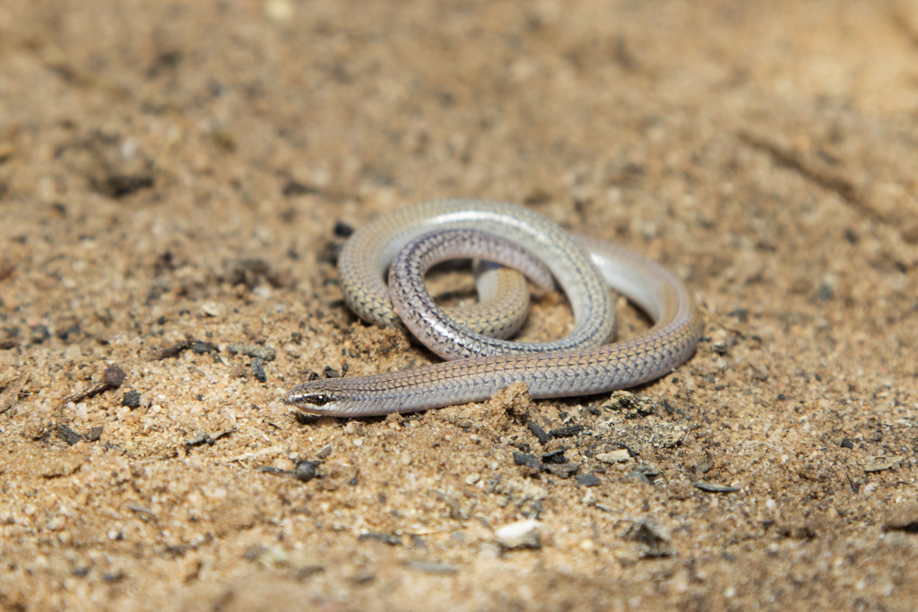 Eared Worm-Lizard