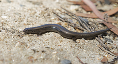 Hemiergis decresiensis