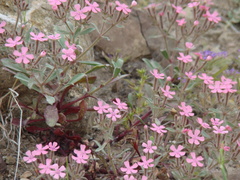 Saponaria