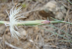 Dianthus crinitus