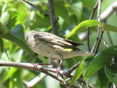 Crithagra atrogularis