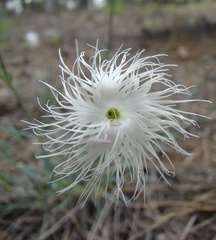 Dianthus crinitus