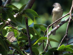 Crithagra atrogularis