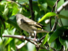 Crithagra atrogularis