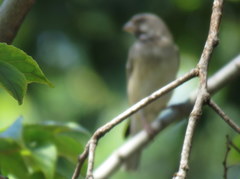 Crithagra atrogularis