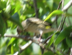 Crithagra atrogularis