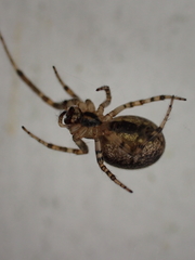 Stemonyphantes lineatus