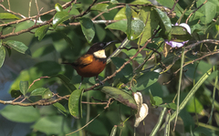 Chalcomitra adelberti